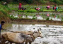 प्रधानमंत्री किसान धन योजना के तहत किसानों ने कराया पंजीकरण